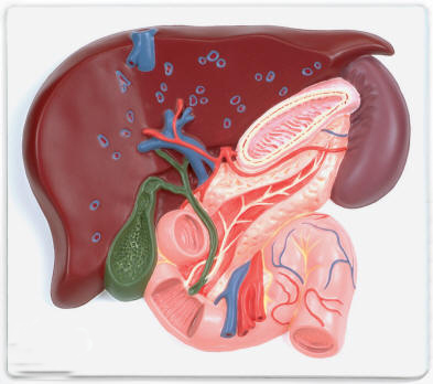 HUMAN LIVER WITH GALL BLADDER